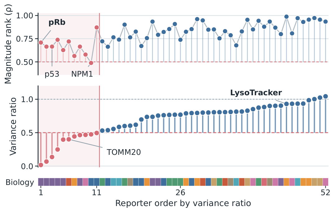 Reporter-level comparison of response ranking and response-magnitude variance