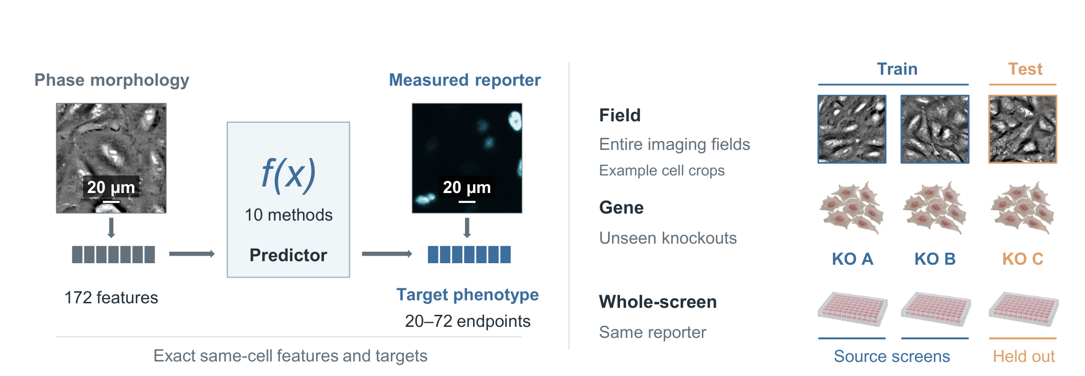 Paired phase features and targeted reporter endpoints, evaluated on held-out fields, genes and screens